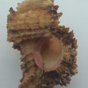Seashells Laciniated Murex Chicomurex laciniatus