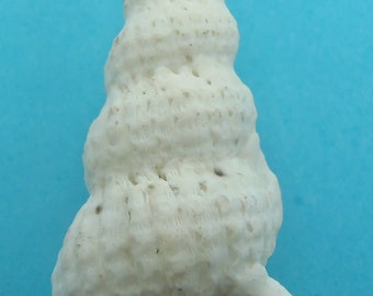 Seashells Varicose Wentletraps Cirsotrema varicosum