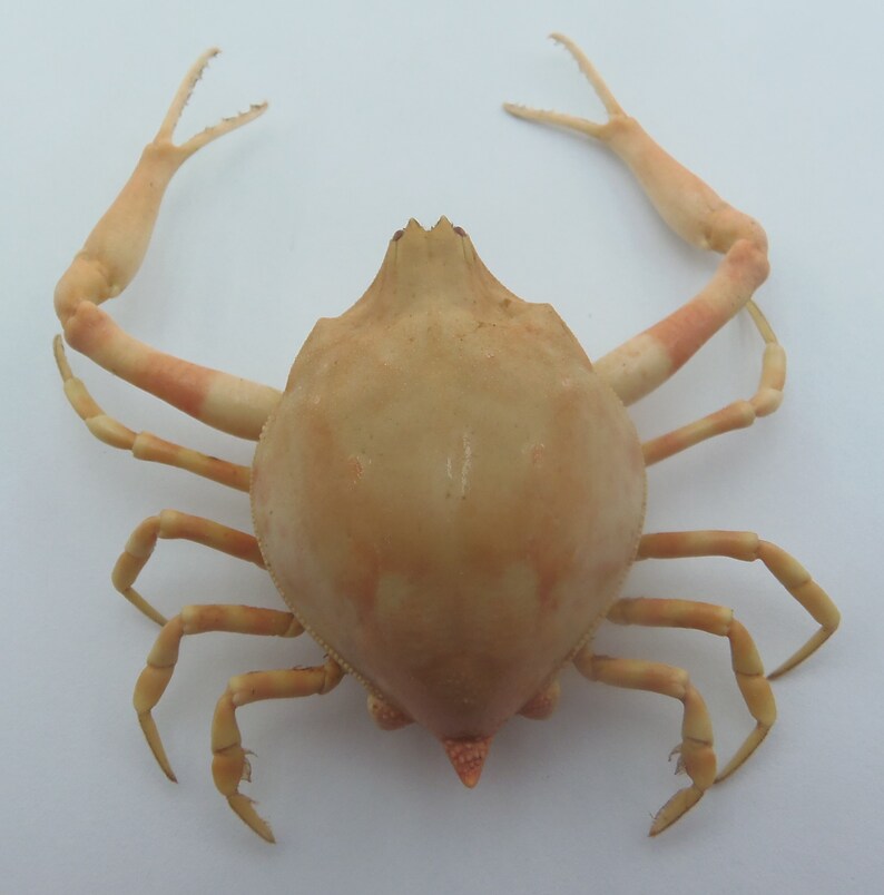 Peeble Crab Myra grandis Crab Taxidermy Oddities 18209, 33 mm