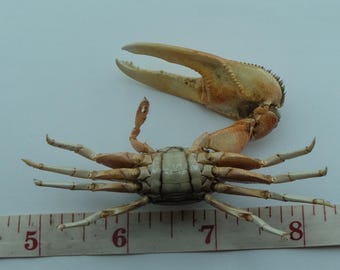 保存されたカニの標本 ムラサキシオマネキ Tubuca dussumieri 海洋剥製