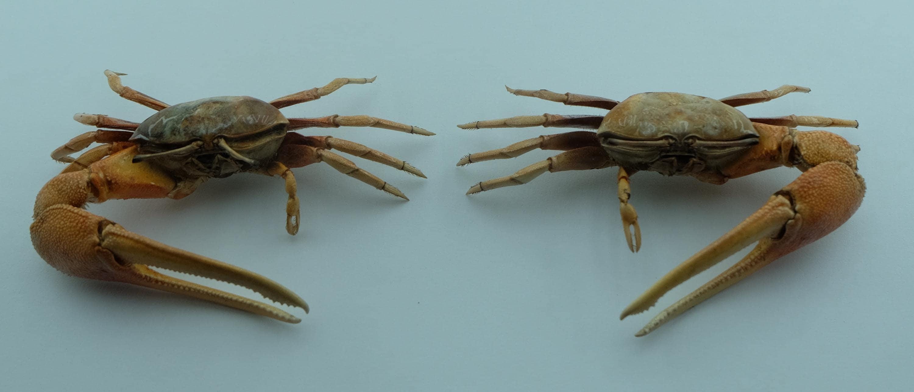 保存されたカニの標本 ムラサキシオマネキ Tubuca dussumieri 海洋剥製