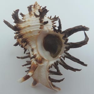 Seashells Endive Murex Hexaplex cichoreum