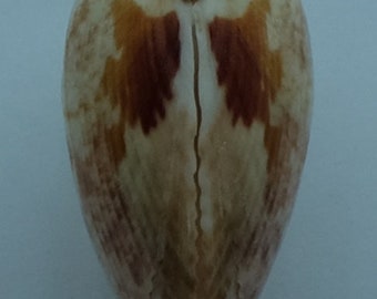 Seashells Cockles Acrosterigma biradiatum