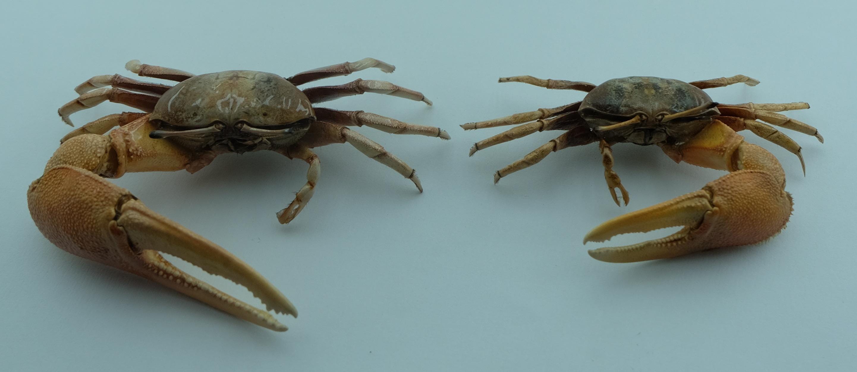 Cangrejo violinista morado Tubuca dussumieri Curiosidades de la taxidermia  de cangrejos - Etsy México, image size:2883x1254