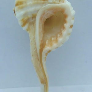 Seashells Long-neck/Orange-mouthed Triton Ranularia gutturnia