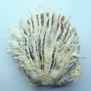 Seashells Thorny oysters Spondylus echinatus
