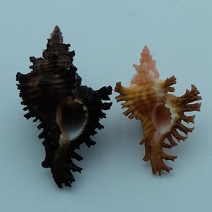Seashells Murex shell Chicoreus strigatus