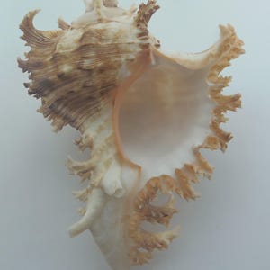 Seashells Branched Murex Chicoreus ramosus