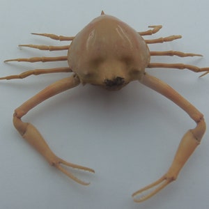 Peeble Crab Myra grandis Crab Taxidermy Oddities 18212, 23 mm