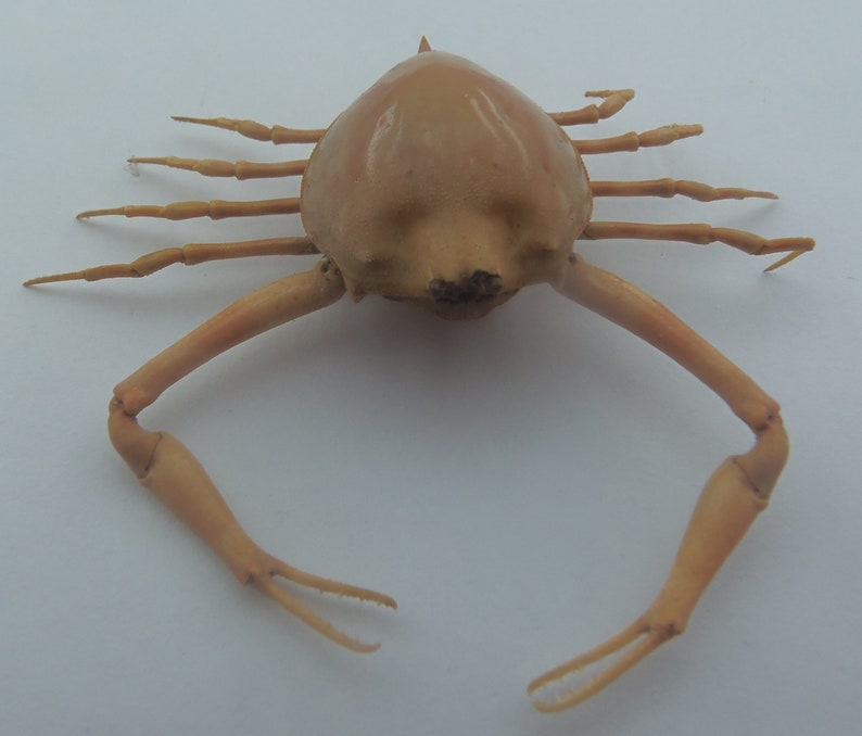 Peeble Crab Myra grandis Crab Taxidermy Oddities 18212, 23 mm