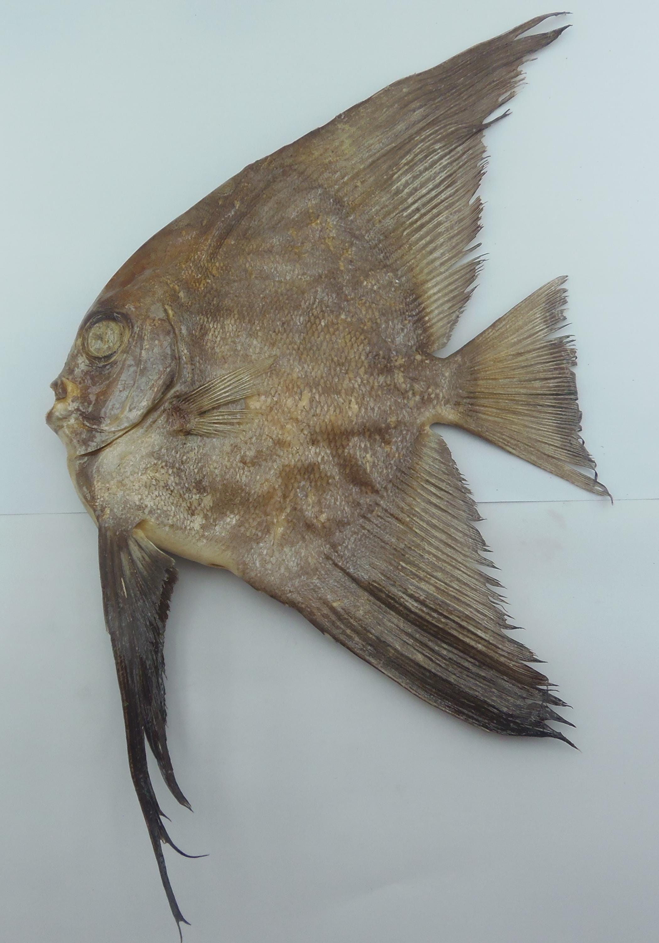 Circular batfish Platax orbicularis Fish Taxidermy Oddities