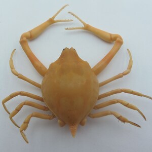 Peeble Crab Myra grandis Crab Taxidermy Oddities 18210, 26 mm