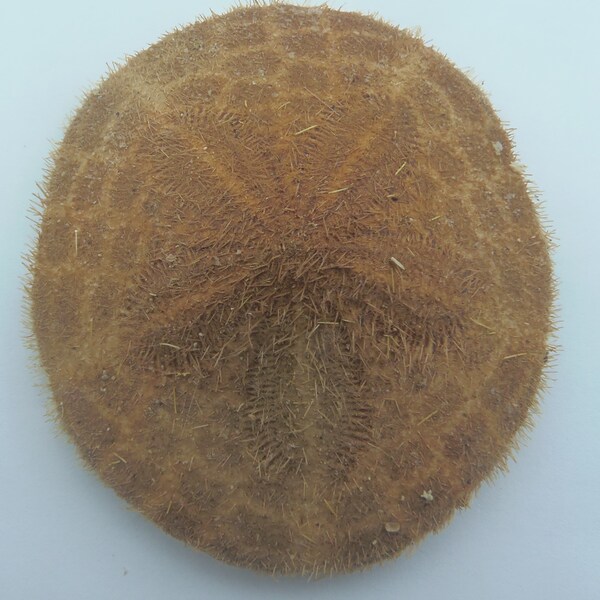 Echinoderms Sand dollar Clypeaster annandalei Taxidermy Oddities