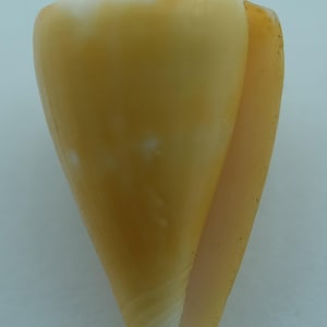 Seashells Cone Shell Conus martensi