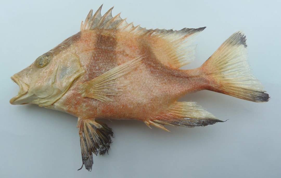 Emperor Red Snapper Lutjanus Sebae Fish Taxidermy Oddities - Etsy