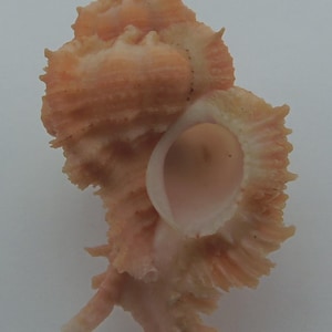 Seashells Charming Murex Chicomurex venustulus