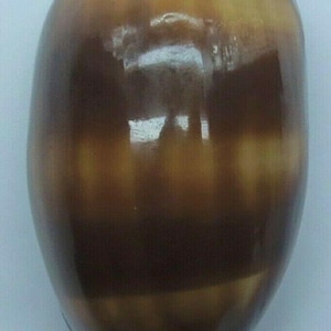 Coquillages cauris à bandes chocolat Talparia talpa