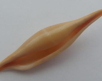 Seashells Rosy Spindle Cowry Phenacovolva rosea