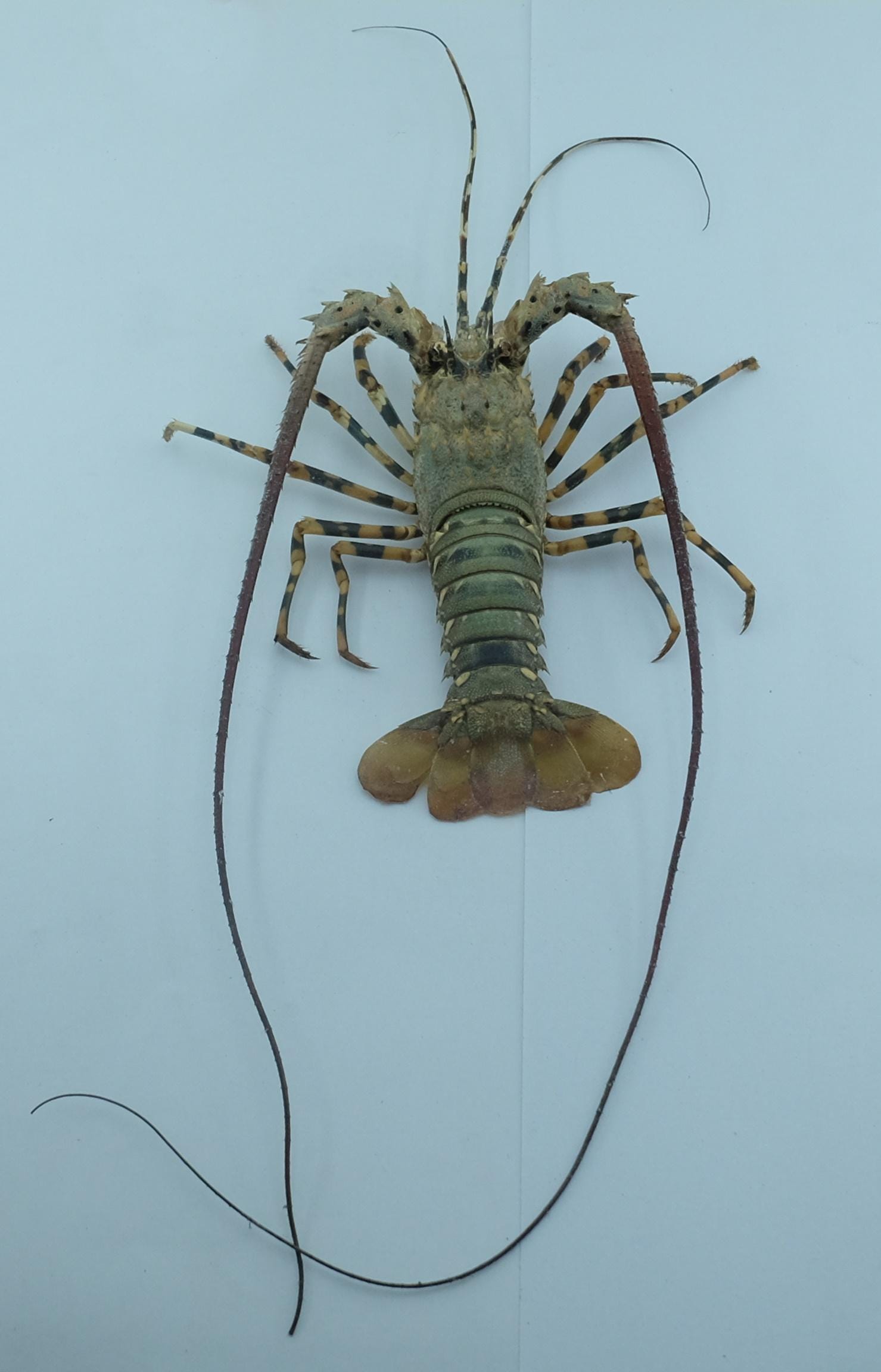 Taxidermy lobster - Etsy 日本