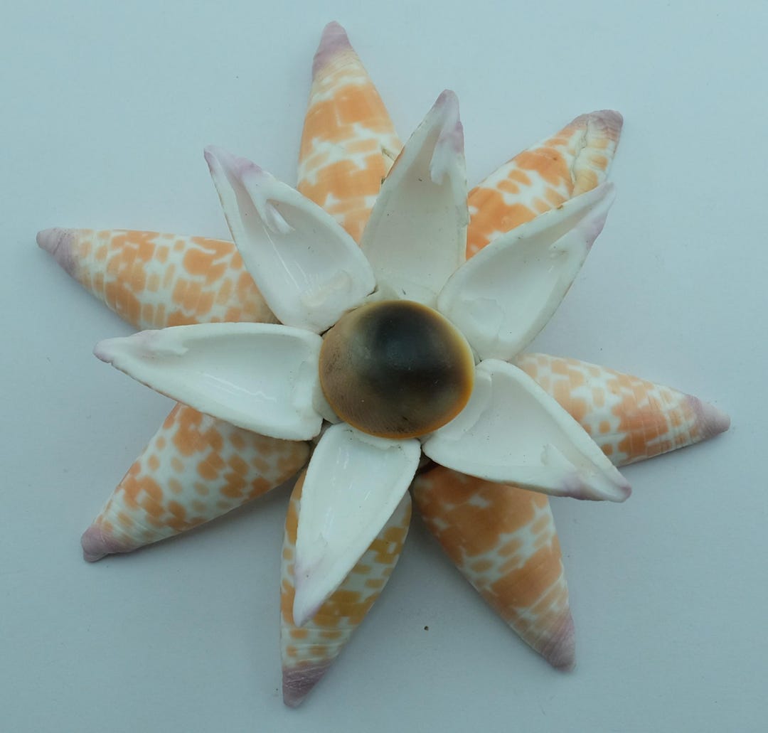 Craftshells Sailors Valentine Cut/slice Shells Conus Tessulatus - Etsy