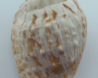 Seashells Elegant Conch Lentigo pipus