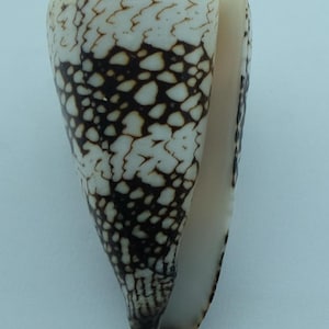Seashells Vidua cone Conus vidua vidua