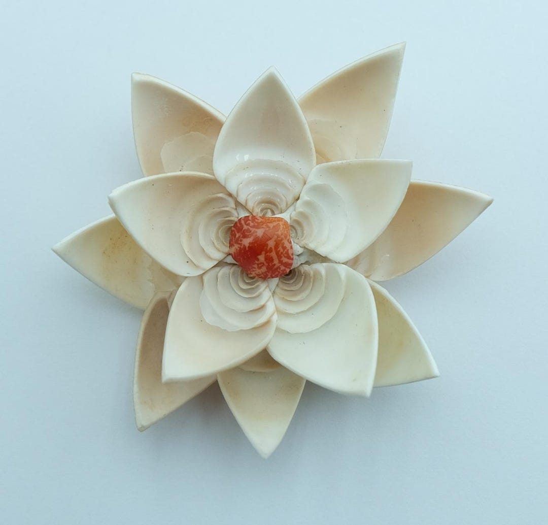 Craftshells Sailors Valentine Cut/slice Shells Conus Furvus - Etsy