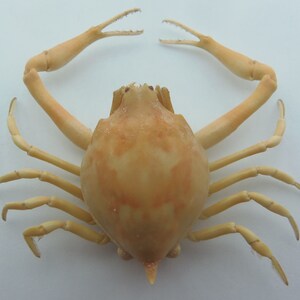 Peeble Crab Myra grandis Crab Taxidermy Oddities 18213, 26 mm