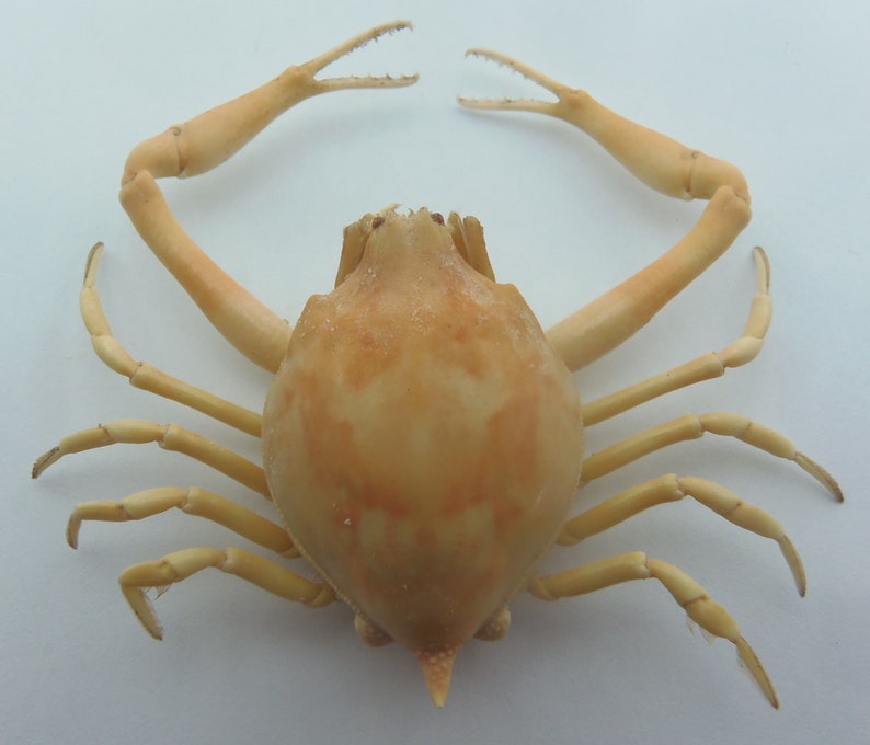 Peeble Crab Myra grandis Crab Taxidermy Oddities 18213, 26 mm
