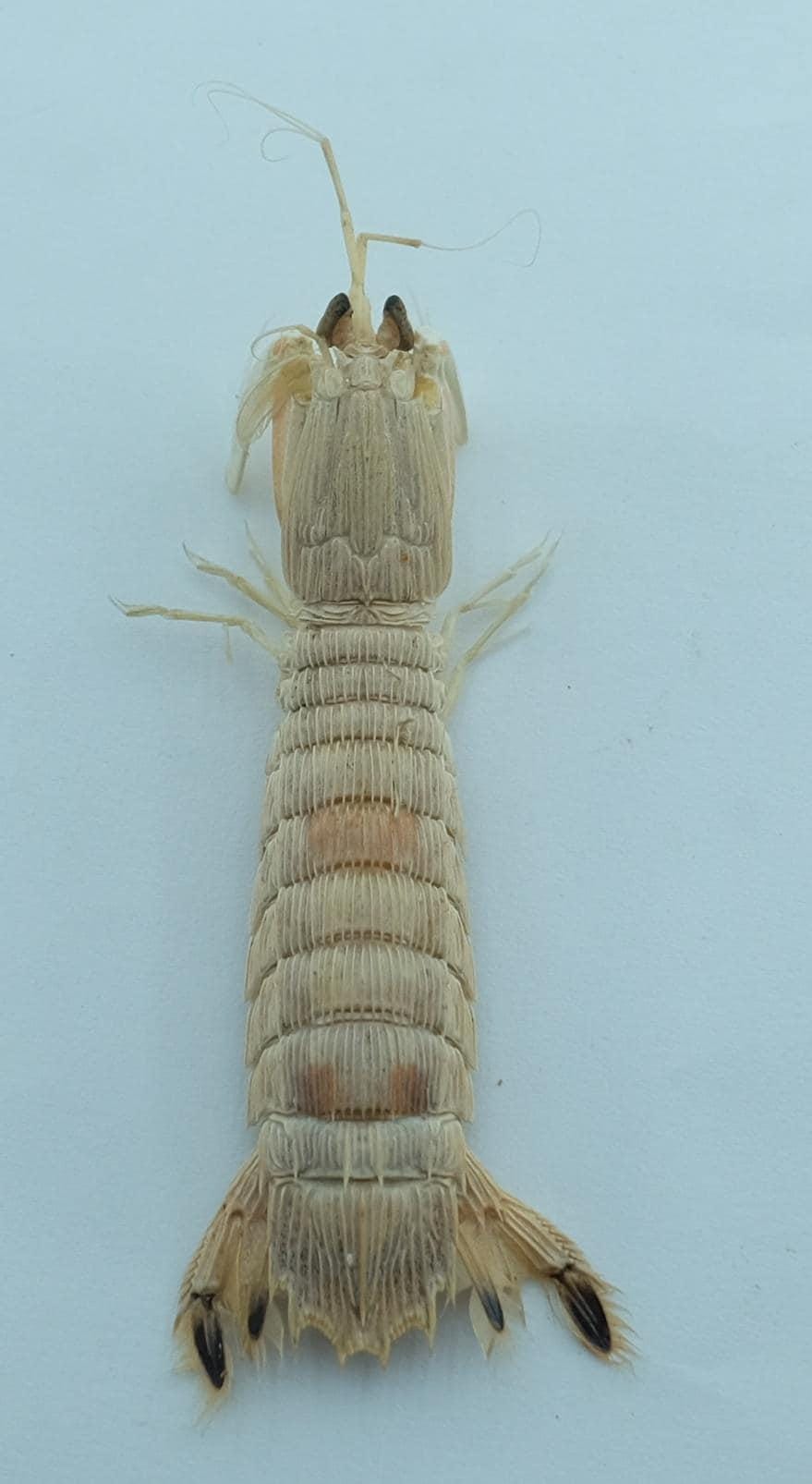 保存されたカニの標本 シャコ Oratosquilla oratoria 海洋剥製 珍品