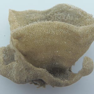 Op de afbeelding: Een close-up van een beige, sponsachtig object met een textuur. Het object heeft een gevouwen, onregelmatige vorm met meerdere rondingen en een poreus uiterlijk. De achtergrond is effen wit.