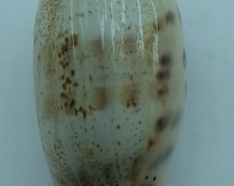 Seashells Thick-edged Cowry Erronea caurica