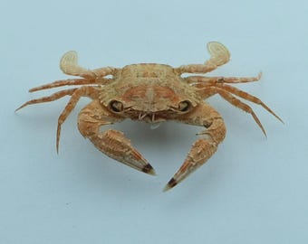 現在、この商品の在庫はありません - Etsy