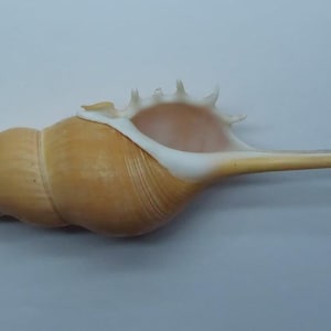 貝殻は工芸品、DIYジュエリー、樹脂製の沿岸海洋装飾、スピンドル脛骨の材料として使用されます。