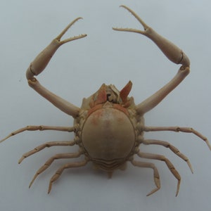 Peeble Crab Myra grandis Crab Taxidermy Oddities image 6