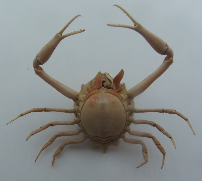 Peeble Crab Myra grandis Crab Taxidermy Oddities image 6