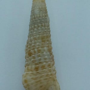 Seashells Cerith shell Cerithium ophioderma