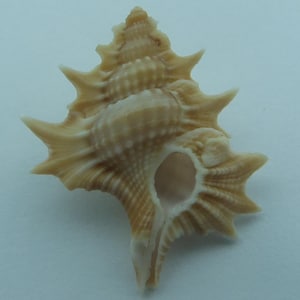 Conchas marinas Hoja de arce espinosa Gyrineum aculeatum