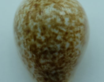Seashells Seashell Eclogavena dayritiana
