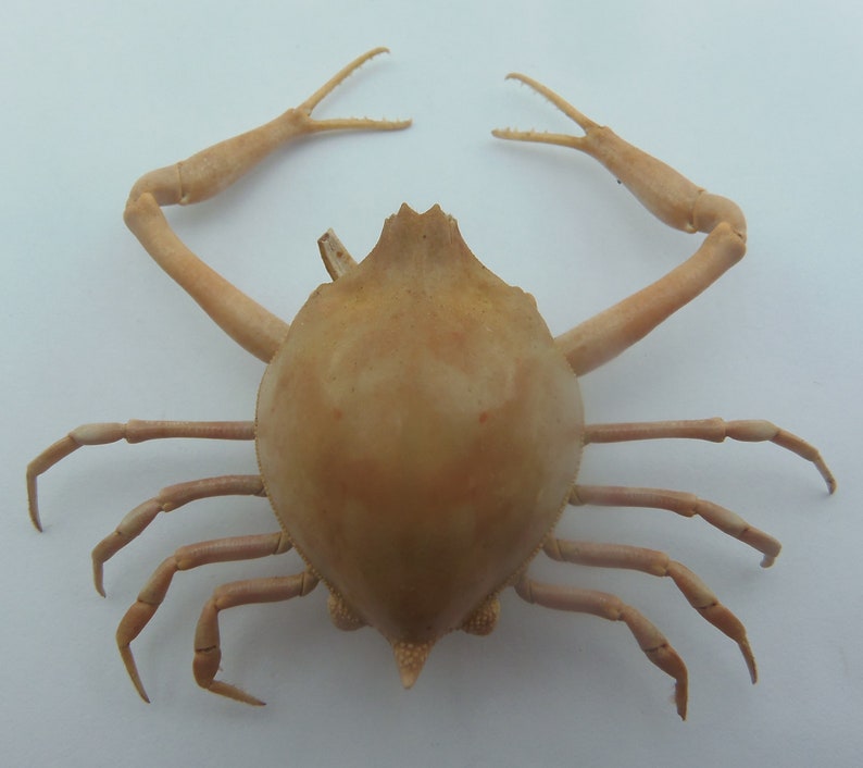 Peeble Crab Myra grandis Crab Taxidermy Oddities 18211, 27 mm