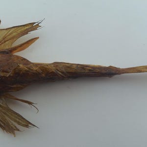 Fish Specimen Taxidermy Real Preserved Decor Gift Fingered dragonet Dactylopus dactylopus Oddities Curio