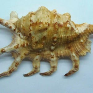 Seashells Scorpion spider conch Lambis scorpius