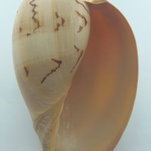 Seashells Crowned Baler Melo broderipii