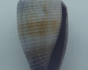 Seashells Cone Snails Conus glans