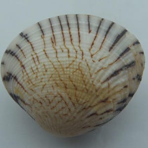 Schelpen Venusmosselen Gafrarium divaricatum