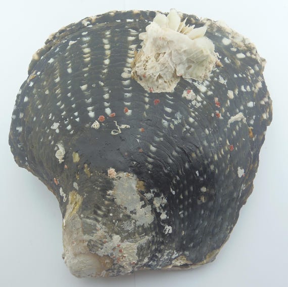 Seashells Black-lip Pearl Oyster Pinctada Margaritifera - Etsy