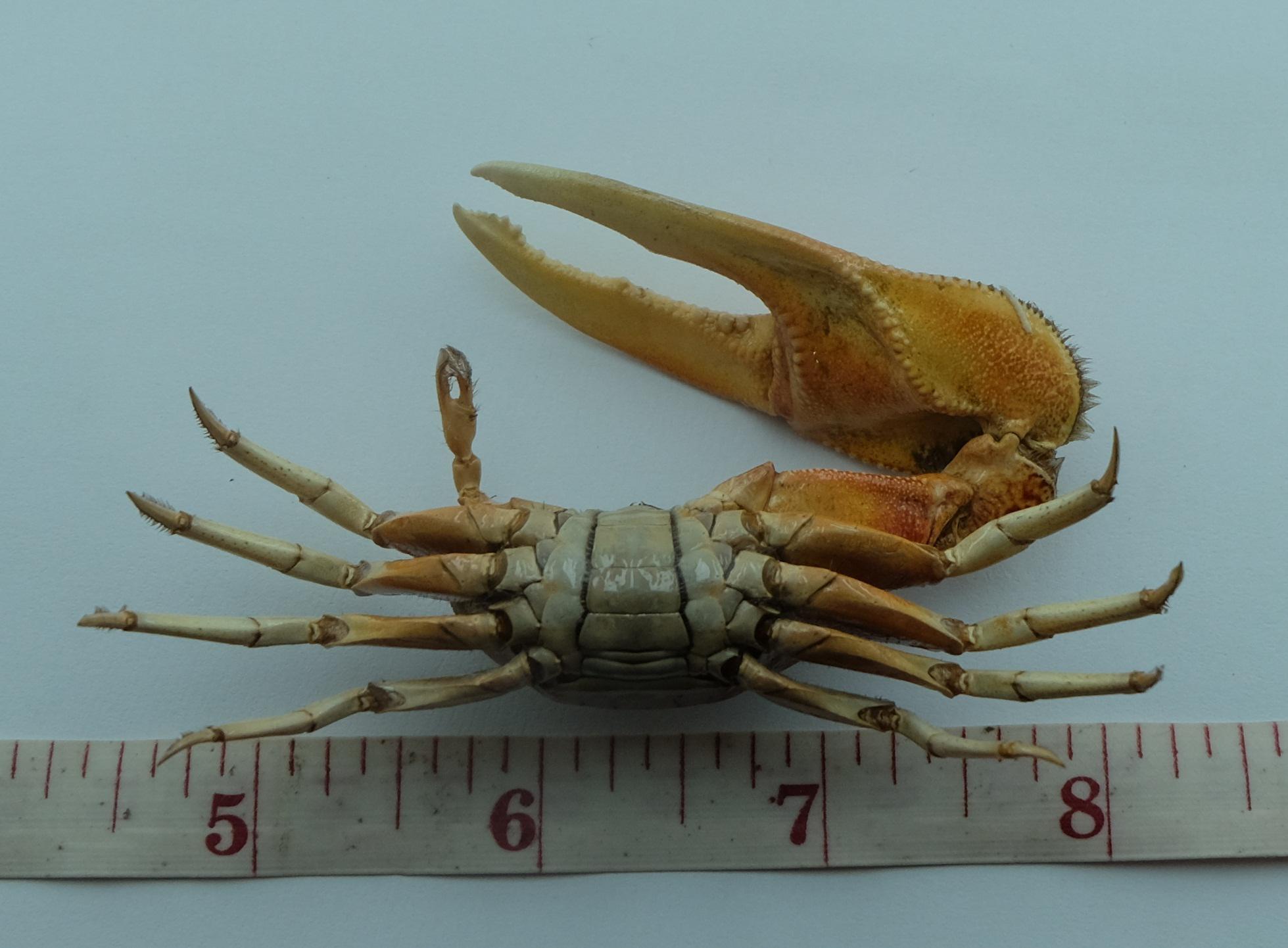 保存されたカニの標本 ムラサキシオマネキ Tubuca dussumieri 海洋剥製