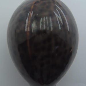 Snäckskal Tigerkauri Cypraea tigris