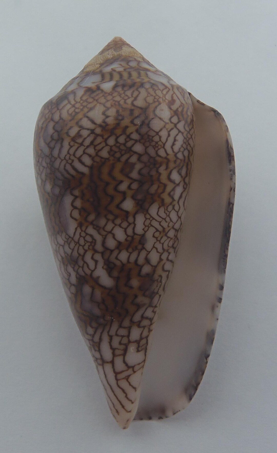 Conus Cinctus Shell Identification Seashells Cloth of Gold Cone Conus Textile - Etsy