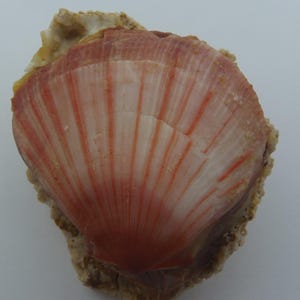 Seashells Thorny Oyster Spondylus anacanthus